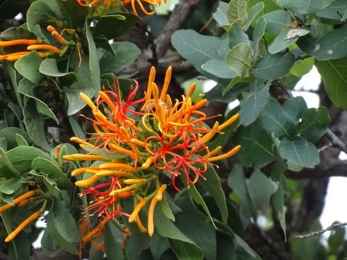 Psittacanthus schiedeanus