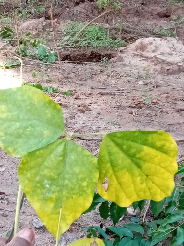 Psophocarpus scandens (African winged bean) — photo