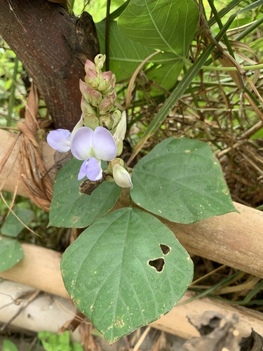 Psophocarpus scandens (African winged bean) — photo