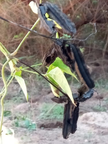 Psophocarpus scandens