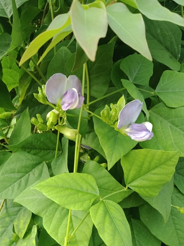Psophocarpus tetragonolobus (Winged bean) — photo