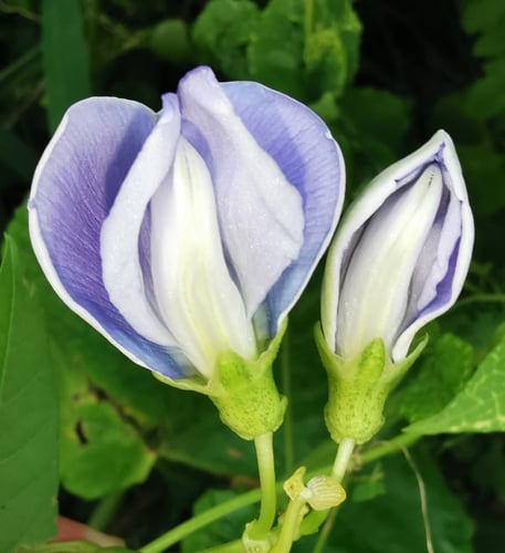 Psophocarpus tetragonolobus (Winged bean) — photo