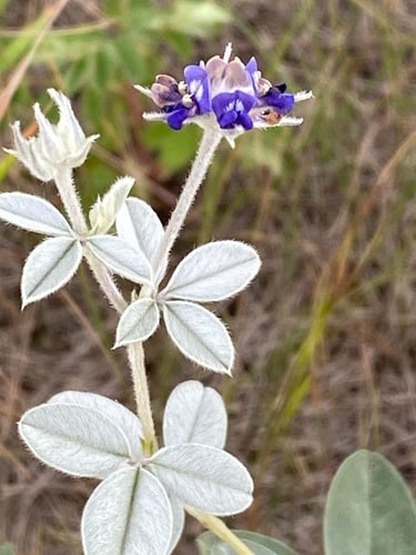 Psoralea argophylla (Silverleaf scurf pea) — photo