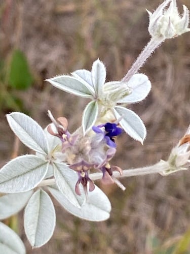 Psoralea argophylla (Silverleaf scurf pea) — photo