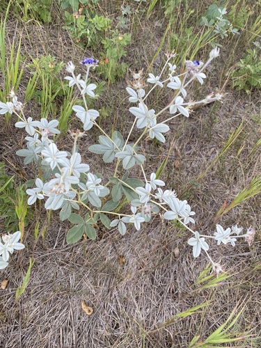 Psoralea argophylla
