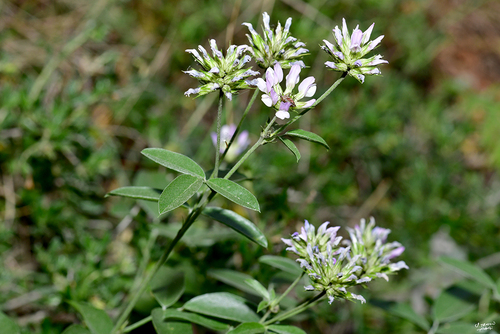 Psoralea bituminosa (Owaineh) — photo