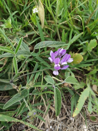 Psoralea bituminosa (Owaineh) — photo