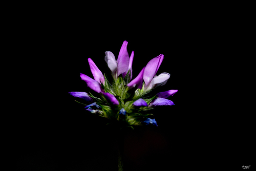 Psoralea bituminosa