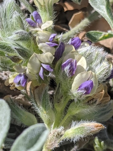 Psoralea californica (California Indian-breadroot) — photo