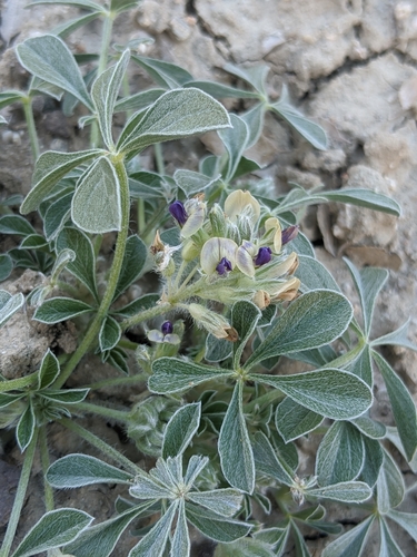 Psoralea californica (California Indian-breadroot) — photo