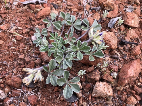Psoralea californica