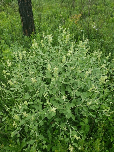 Psoralea canescens (Buckroot) — photo