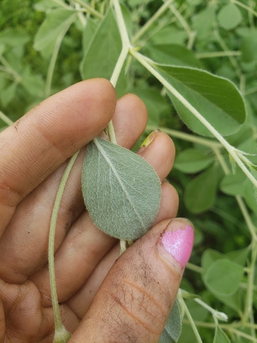 Psoralea canescens (Buckroot) — photo