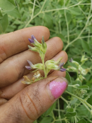 Psoralea canescens
