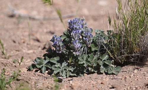 Psoralea castorea (Beaver Indian-breadroot) — photo