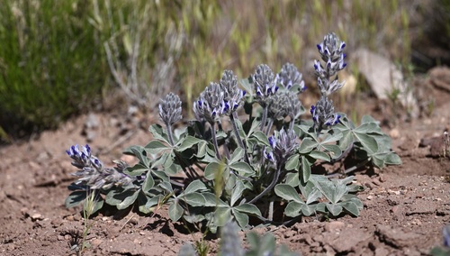 Psoralea castorea (Beaver Indian-breadroot) — photo