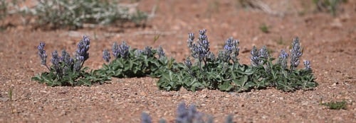 Psoralea castorea