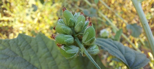 Psoralea corylifolia (Prairie turnip) — photo