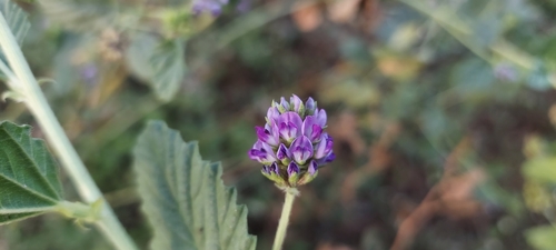 Psoralea corylifolia (Prairie turnip) — photo