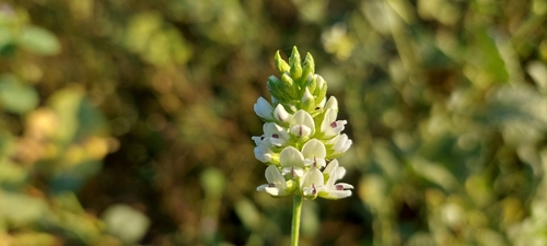 Psoralea corylifolia