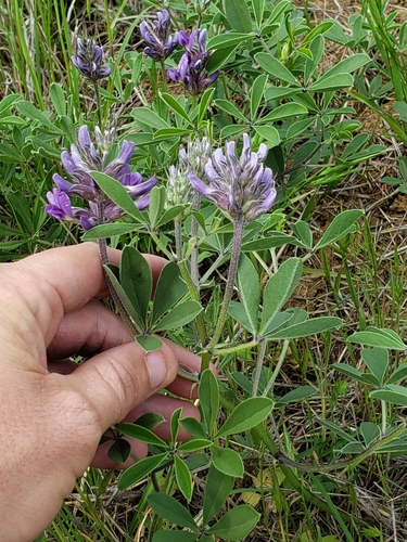 Psoralea cuspidata (Largebract Indian breadroot) — photo