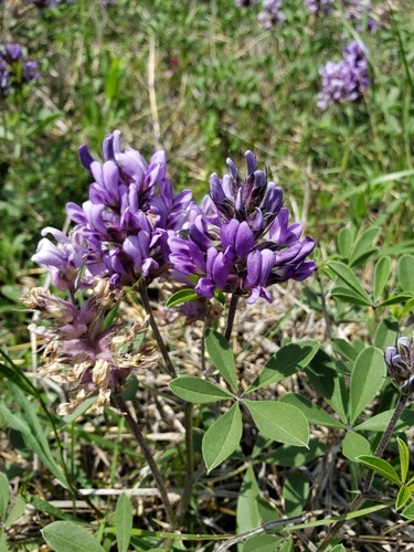 Psoralea cuspidata (Largebract Indian breadroot) — photo