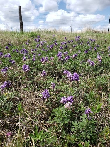 Psoralea cuspidata
