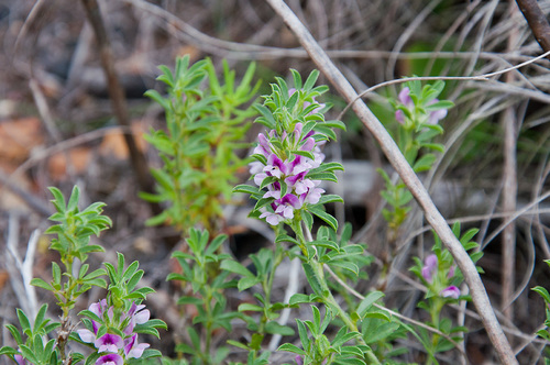 Psoralea decumbens — photo