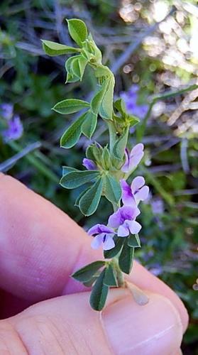 Psoralea decumbens — photo