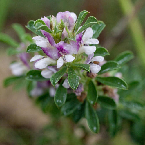 Psoralea decumbens
