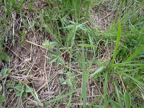 Psoralea esculenta (Indian breadroot) — photo