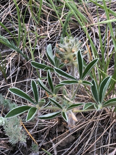 Psoralea esculenta (Indian breadroot) — photo