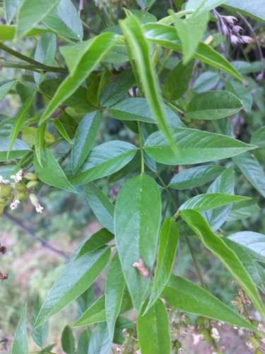 Psoralea glandulosa (Jesuit tea) — photo