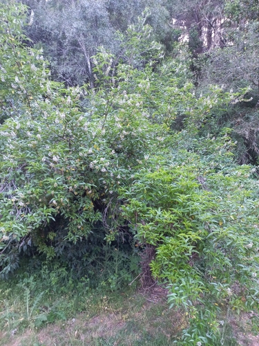 Psoralea glandulosa (Jesuit tea) — photo