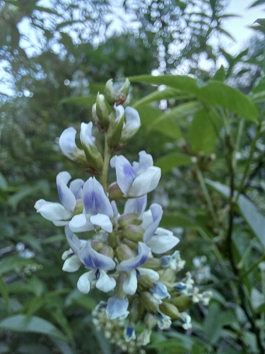 Psoralea glandulosa