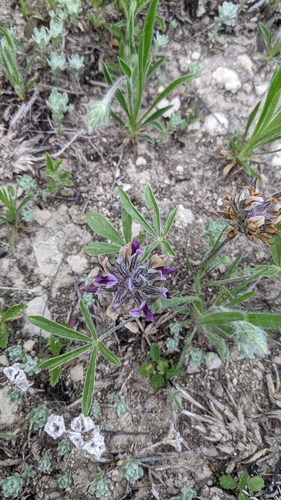 Psoralea hypogaea (Small Indian breadroot) — photo