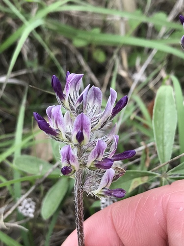 Psoralea hypogaea (Small Indian breadroot) — photo