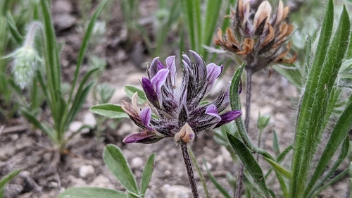 Psoralea hypogaea
