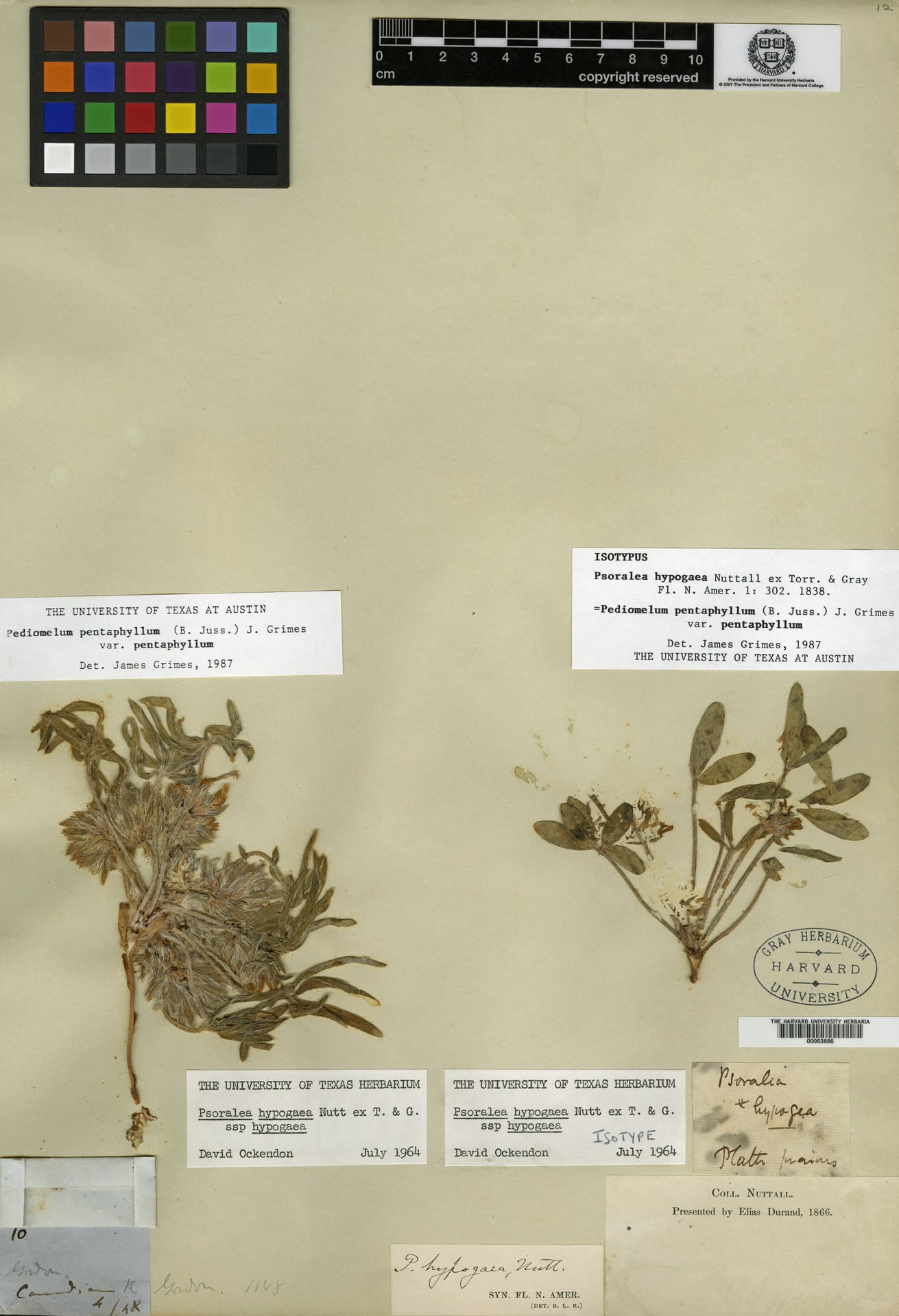 Psoralea hypogala