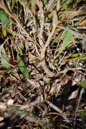 Psoralea lanceolata (Lemon Scurfpea) — photo