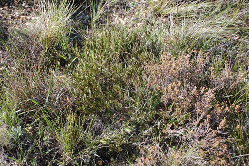 Psoralea lanceolata (Lemon Scurfpea) — photo