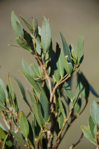 Psoralea lanceolata