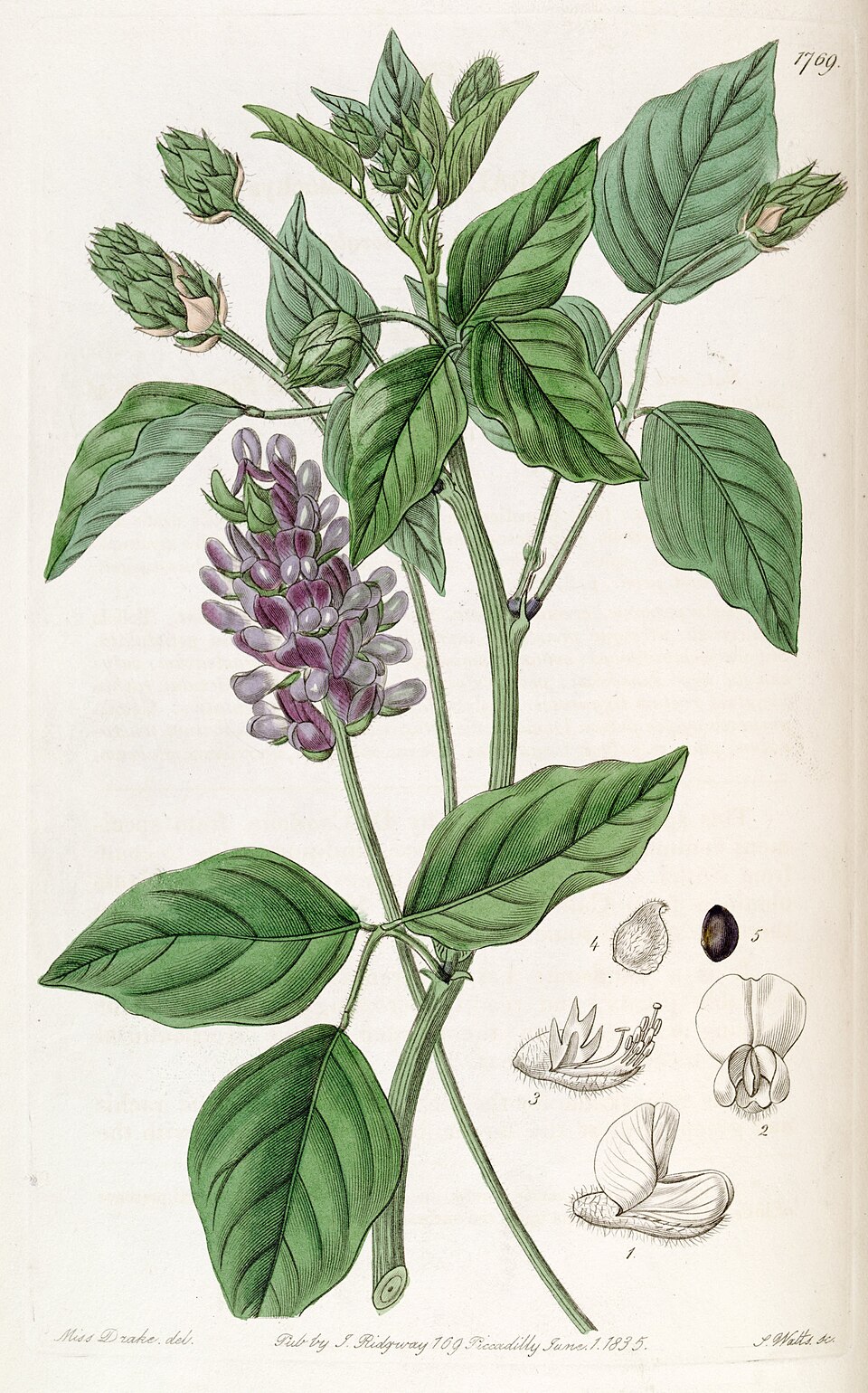 Psoralea macrostachya