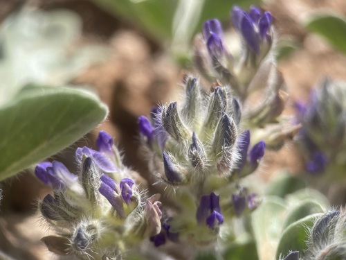 Psoralea mephitica (Skunktop) — photo