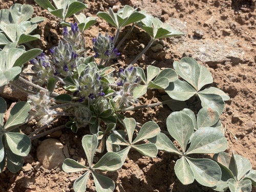 Psoralea mephitica (Skunktop) — photo