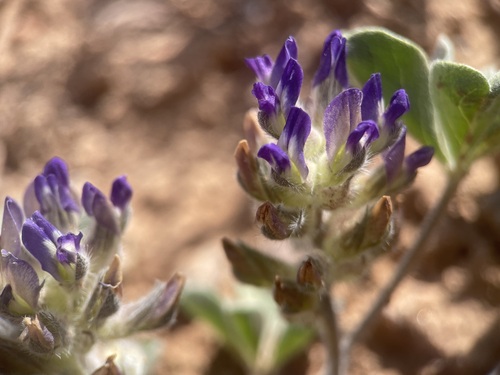 Psoralea mephitica