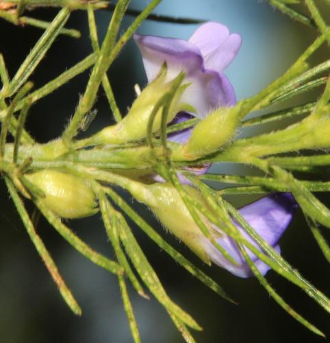 Psoralea pinnata (Blue pine weed) — photo