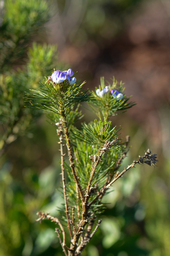 Psoralea pinnata (Blue pine weed) — photo