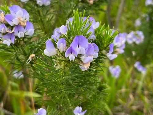 Psoralea pinnata
