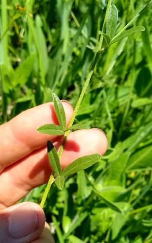 Psoralea tenuiflora (Slender-flower Lemonweed) — photo